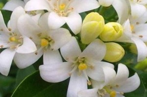 夜来香开花的奥秘（探秘夜来香的花期、花形和花语）
