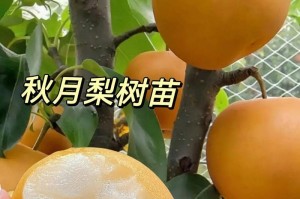 梨树扦插的技巧与注意事项（成功扦插关键在于时间与方法）