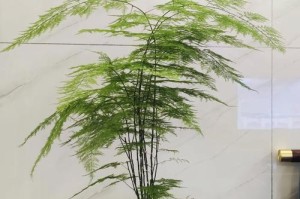以文竹怎么挽盆（园艺爱好者的养殖技巧和经验分享）