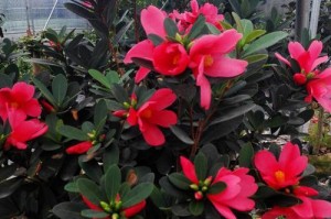 杜鹃红山茶的养殖与养护方法（从零开始，轻松掌握杜鹃红山茶的种植技巧）