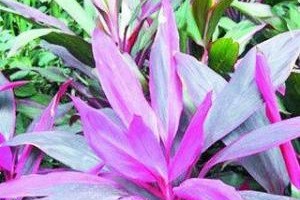 红竹花喜欢阳光吗？（探究红竹花的生长习性与光照关系）