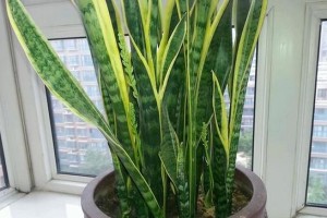 如何在室内养护虎皮兰？