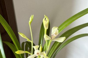 如何养护山兰花，促进开花（掌握关键技巧，让山兰花绽放绚丽）