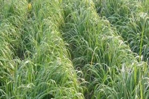 黑麦草春季种植全攻略（春天适合种植黑麦草，不容错过！）