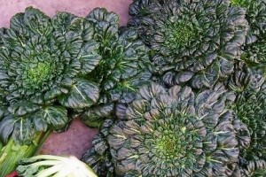 黄心乌塌菜种植与管理技术（以春季为例，详解黄心乌塌菜的种植方法、施肥与防病治虫技巧）