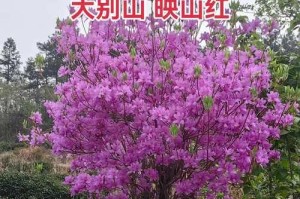 野生映山红花的养殖技巧（如何成功养殖野生映山红花）