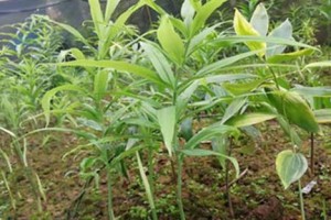 黄精种子的种植技巧（从选种到收成全过程详解，让你轻松掌握种植黄精的方法）