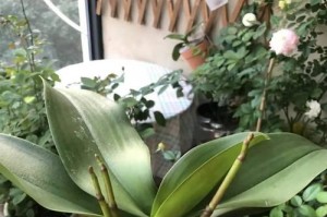 蝴蝶兰室外养殖的方法与注意事项（露天养殖蝴蝶兰的步骤与技巧，让你成为专业种植者）