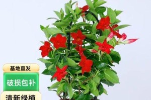 飘香藤的香味是否有害？（探究飘香藤香味的成分及其对人体的影响）