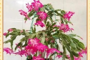 如何让蟹爪兰叶片肥厚（探索蟹爪兰叶片肥厚的有效方法）