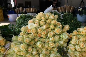 蜜桃雪山鲜花怎么养（打造美丽花园的秘诀）