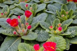 报春花的生长周期（从开花到凋谢，全方位了解报春花的生长过程）