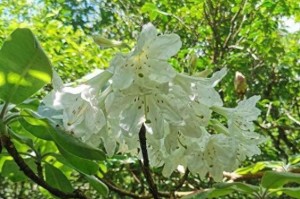 杜鹃花保护，从我们每一个人开始（了解保护杜鹃花的重要性，共同守护自然）