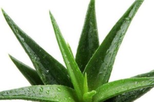 芦荟的浇水方法及周期（多久浇一次水最合适？几天浇水一次好？）