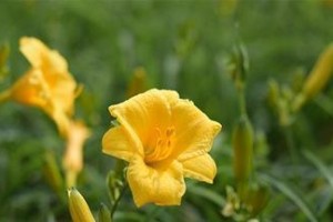 金娃娃萱草种子播种方法（轻松掌握萱草种子播种要点，打造迷人庭院）