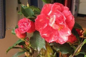 茶花花期的养护管理（如何让茶花绽放最美丽的姿态）
