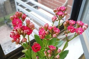 长寿花花期多长时间开花？（探秘长寿花开花与凋谢之谜，）