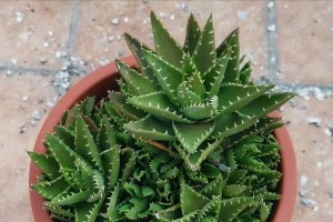 芦荟能否晒太阳？（探寻芦草的光照需求）