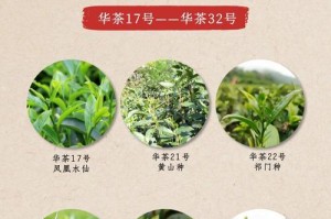 茶树花期及其特点（了解茶树花期，畅想春天美景）