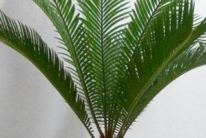 女贞是裸子植物吗？——探究女贞的分类