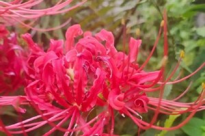 彼岸花的姐妹花（探寻跟彼岸花相似的花卉种类）
