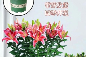 百合花开不停——探究百合花的四季开花（百合花的开花规律、适宜种植时间及花期）