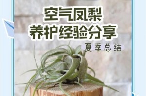 中国有空气凤梨的养殖技巧（打造清新室内环境，空气凤梨助您提升生活品质）