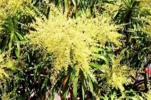 如何正确养护龙血树以促使开花？（从环境到肥料，全面指导你如何让你的龙血树开花）