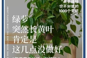 如何防止绿萝叶子变黄（绿萝叶子变黄的原因及预防措施）