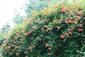 如何成功养殖凌霄花老桩？（关键在于养护方法和细节把握）
