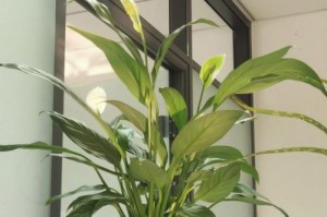 水培植物大揭秘（探索能够在水中生长的植物奇妙世界）