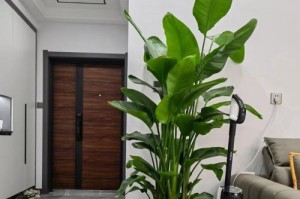 绿植天堂鸟适合在室内养吗？（探讨鸟巢蕨在室内的养殖条件及注意事项）