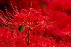 探究彼岸花的香味之谜（彼岸花究竟有没有香味？）