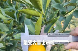 小金桔成熟上市季节详解（清香可口，冬春交替，小金桔正当季！）