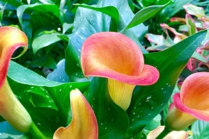 马蹄莲的花语和寓意——象征着什么？（探究马蹄莲花所代表的意义和象征）