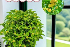 盆栽桂花树的养护技巧（打造优美室内花园，享受桂花的芬芳）