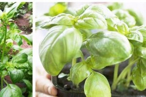 九层塔种子发芽全攻略（如何快速发芽九层塔种子？种植知识全在这里）