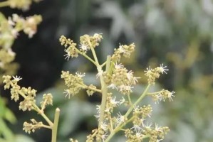 荔枝开花时间及花期解析（荔枝开花的主要月份和注意事项）