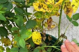 花叶板上出现斑点，应如何处理？（专家教你有效解决花叶板斑点问题）