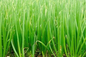 解密韭菜（了解韭菜的起源、品种、营养和食用方式）
