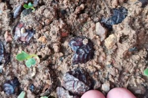 如何正确播种雏菊（了解适宜的时间和方法，为花园种植雏菊）