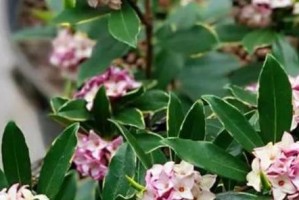 瑞香种植（浅析瑞香的生长需求和盆器选择，解决你的疑惑）