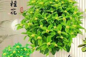 海南种植桂花树的可行性分析（探讨海南气候对桂花生长的影响）