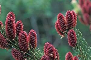 常见裸子植物大全（裸子植物分类、特点与栽培技巧）