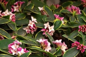 瑞香花色的花语与意义