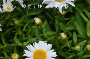 大滨菊的花期和开花规律（探究大滨菊每年开几次花以及开花时间）
