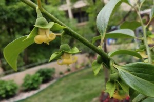 什么颜色的是柿子花？（解读柿子花的颜色和特征）