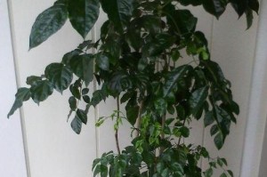 幸福树的生长与营养（探究幸福树的养分需求与适宜环境）