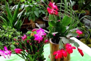 蟹爪兰的浇水与季节管理（春夏秋冬如何给蟹爪兰浇水？掌握这些技巧，让你的蟹爪兰更健康！）