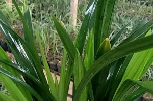 墨兰栽培土配方和种植技巧（打造最佳成长环境的土壤，让墨兰生长健康）